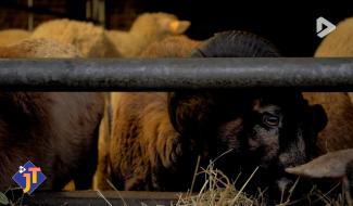 Le JT - Jeudi 29 janvier 2026