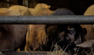 Bien-être animal en Wallonie : des mesures concrètes contre la maltraitance