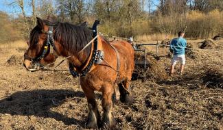 Grand-Leez : un cheval ardennais à l’écochantier participatif de la phragmitaie