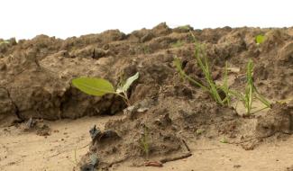 Agriculture : la Wallonie se dote d'un nouveau plan "réaliste" contre l'érosion des sols