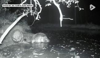 What the fact ? - Sur les traces du castor ?