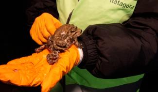 Reproduction des batraciens : Natagora en opération sauvetage à Grand-Leez
