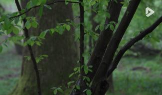 Le "Forest Day 2026" à l'Espace Senghor le 20 mars