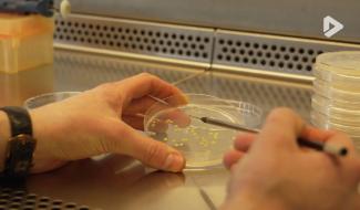 Gembloux : "Aquabio", un nouvelle solution pour lutter contre le mildiou