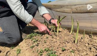 Thorembais : la saison de l'asperge verte est lancée en Wallonie