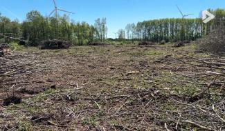 Perwez : une coupe à blanc de 9 hectares de peupliers fait réagir Natagora