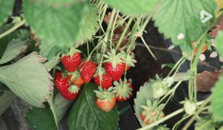 What the fact ? - Comment se cultivent nos fraises ?