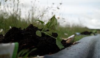 À Tourinnes-Saint-Lambert, des potirons redonnent vie au cimetière