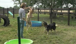 Portrait de l'été 2026 : garde-chiens