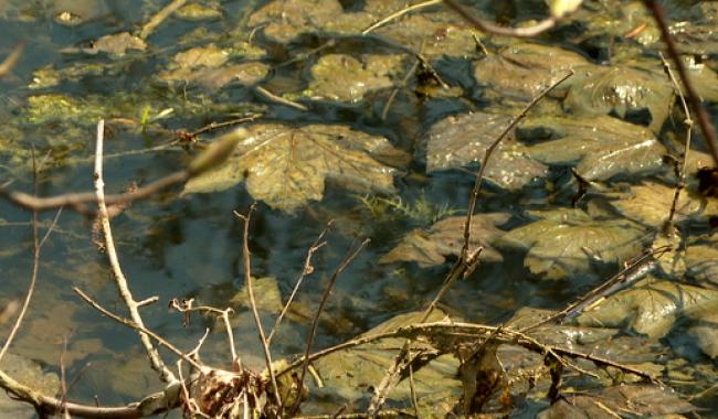Des aménagements simples pour plus d'eau dans nos forêts
