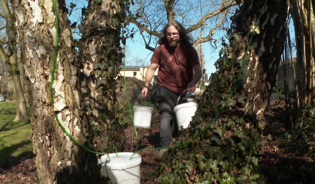 Alimentation : la sève de bouleau en pleine récolte