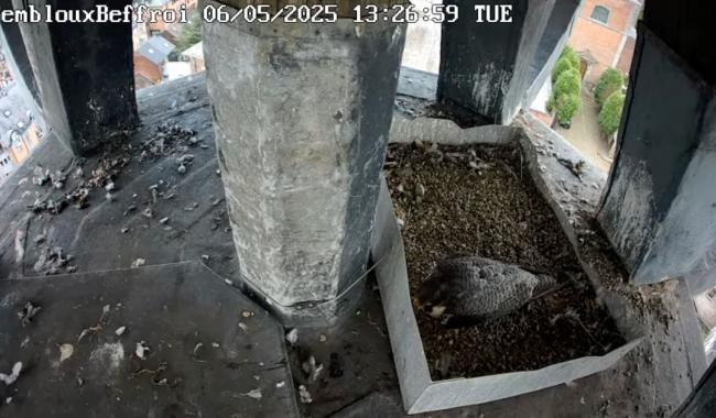 Nouvelle naissance de fauconneau en haut du beffroi de Gembloux