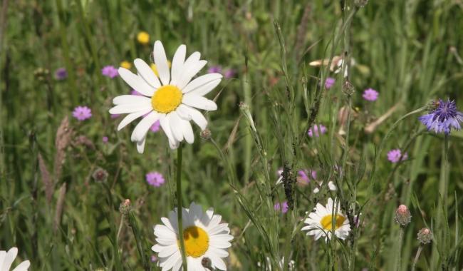 Pollens : le bouleau, c'est fini, place aux graminées