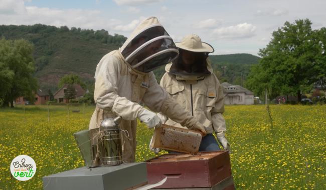 Entrez, c'est tout vert - Focus sur l'abeille et l'été au potager