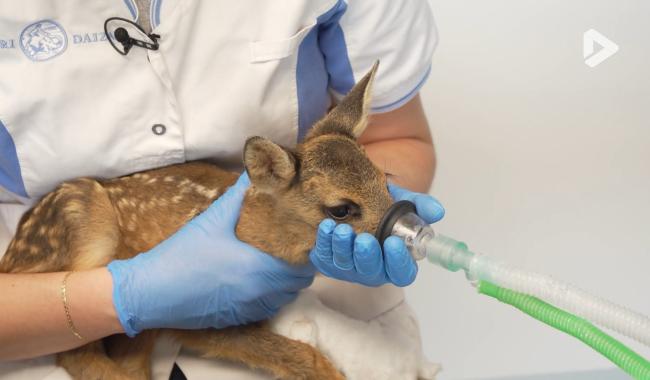 Les Héros des animaux - Le CREAVES partie 2