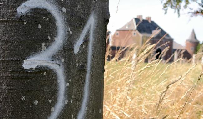 Lonzée : certains arbres de la drève de l'Abbaye seront abattus et remplacés