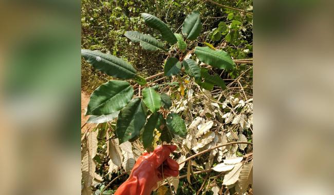 Agro-Bio Tech : des plantes médicinales testées contre la malaria