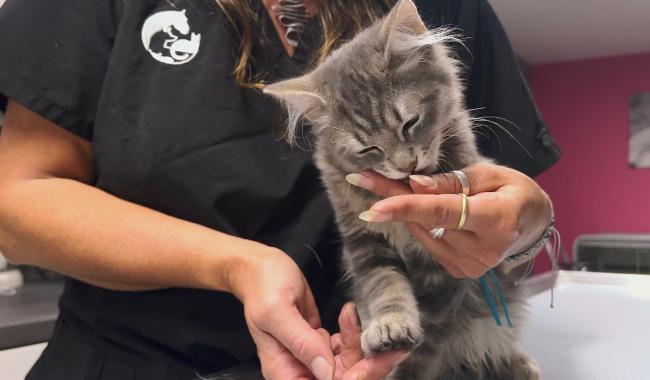 Une gelée aromatisée pour mieux "faire passer la pilule" à votre chat