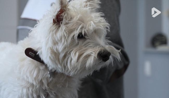 Les Héros des animaux - Clinique vétérinaire partie 1