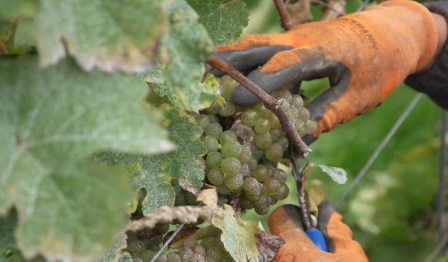 Vendanges : le vignoble "La Garenne" à Perwez a le sourire en 2025