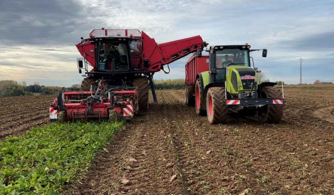 Agriculture : une saison encourageante pour la récolte des betteraves