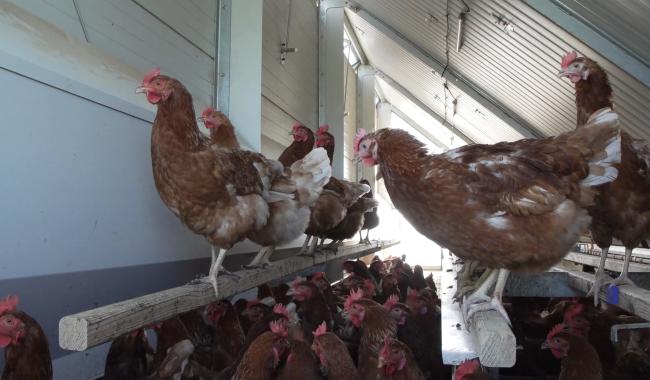 Grippe aviaire à Grand-Leez : l'AFSCA euthanasie l'élevage et établit une zone de protection