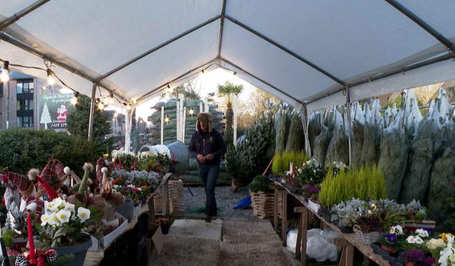 Quel sapin choisir pour Noël et comment le garder longtemps? Les conseils d'un pépiniériste de Walhain
