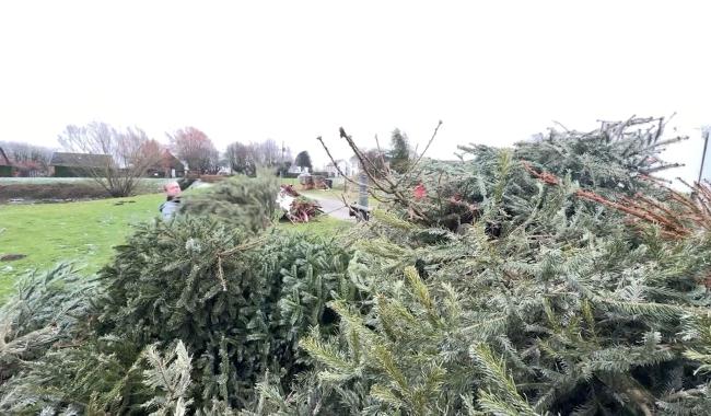 Walhain : la collecte des sapins a débuté