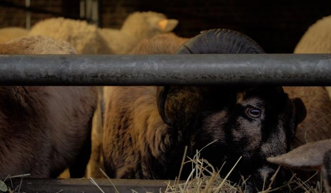 Bien-être animal en Wallonie : des mesures concrètes contre la maltraitance