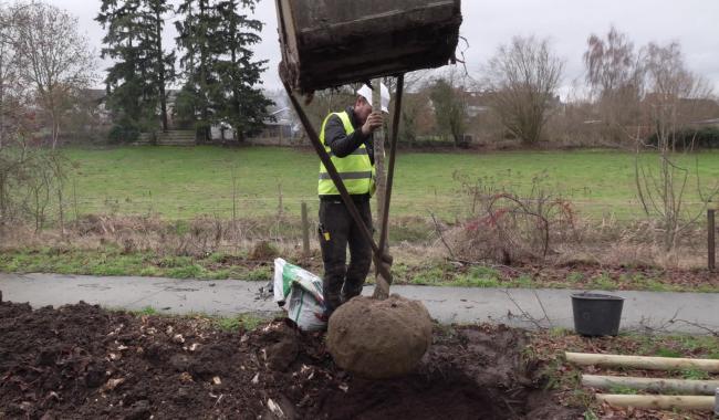 La drève de Walhain accueille ses nouveaux tilleuls