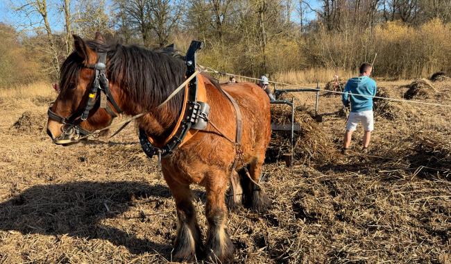 Grand-Leez : un cheval ardennais à l’écochantier participatif de la phragmitaie