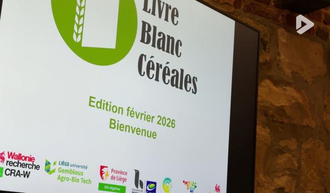 Livre blanc des céréales : retour à la normale pour les récoltes en 2025