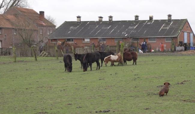 La comtesse du Monceau renvoyée devant le tribunal correctionnel pour maltraitance animale