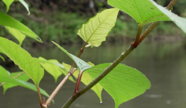Espèces invasives : de nouvelles plantes interdites à la vente et à la culture