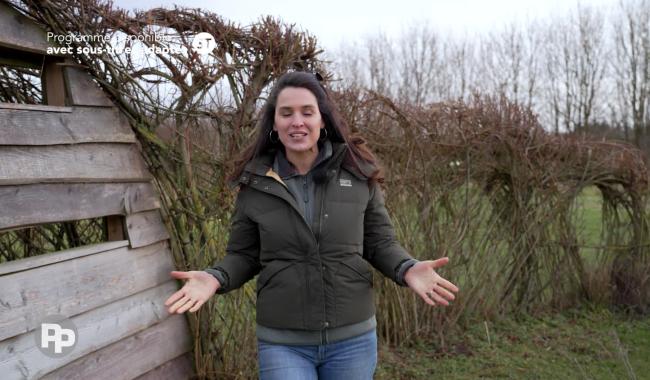 Entrez, c'est tout vert - Focus sur le saule