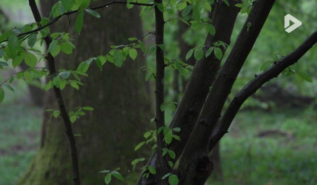 Le "Forest Day 2026" à l'Espace Senghor le 20 mars