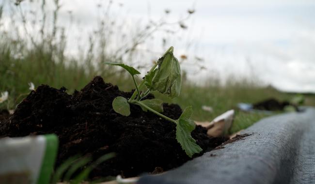 À Tourinnes-Saint-Lambert, des potirons redonnent vie au cimetière