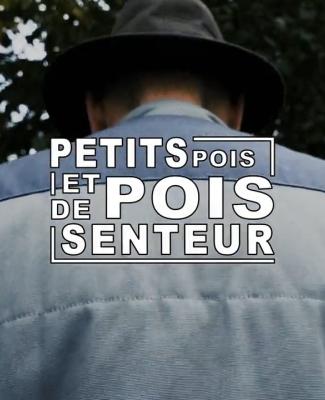 Petits pois et pois de senteur - 29/04/2024