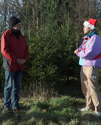 What The Fact ? - Où et comment poussent les sapins de Noël ?