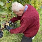 Une bonne année pour le vin au Domaine de Mellemont