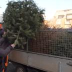 Voici quand seront collectés les sapins de Noël près de chez vous
