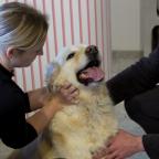 Chiens et chats ont aussi droit à leur ostéopathe dans la région de Gembloux