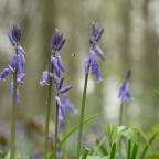 Floraison des jacinthes : "Les cueillir avec les yeux" rappelle Jean-Claude Mangeot