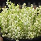 Muguet du 1er mai : un défi logistique pour les fleuristes