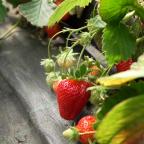 Bien sucrées, les fraises sont arrivées en avance cette année
