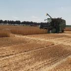 Sous la canicule, les moissons de céréales débutent en avance