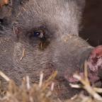 Bien-être animal : apaisement dans les refuges