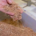 Les écorces de bois : une alternative prometteuse aux pesticides