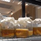 Le kombucha, une boisson en plein essor