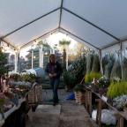 Quel sapin choisir pour Noël et comment le garder longtemps? Les conseils d'un pépiniériste de Walhain